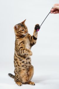 cat playing with wand toy and his PCPSI Dallas cat sitter