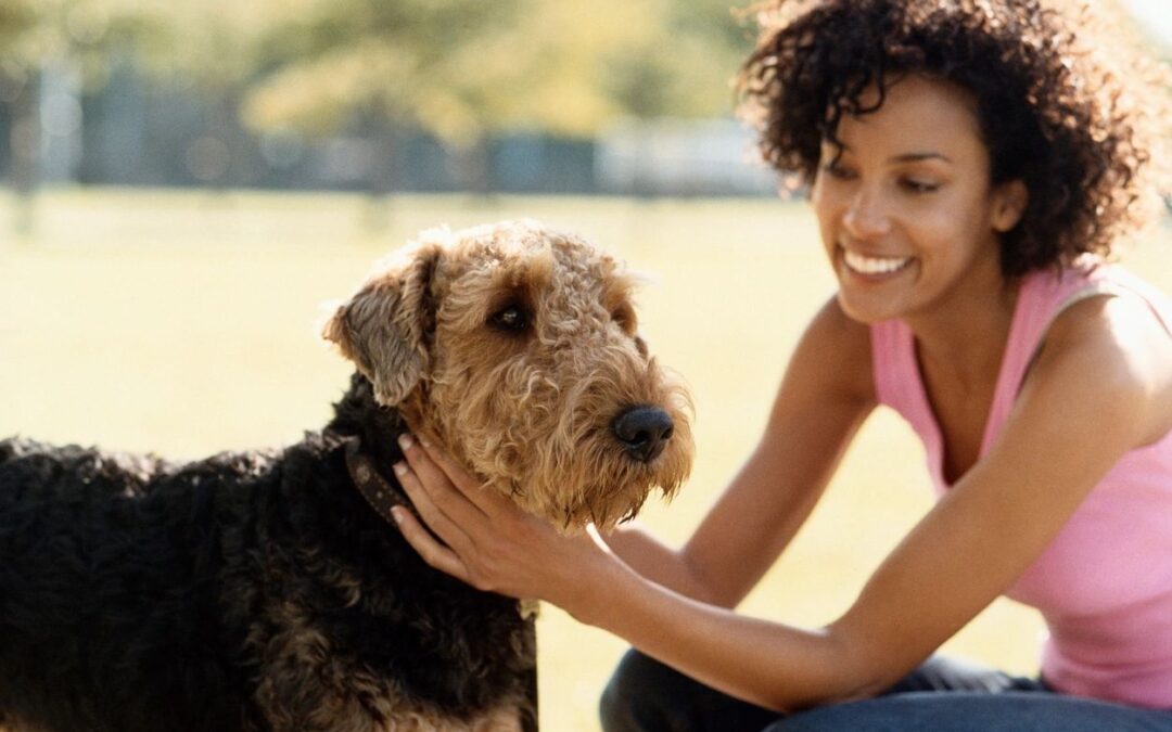 Longevity of a Company’s Employees Is Important When Choosing a Dallas Dog Walker