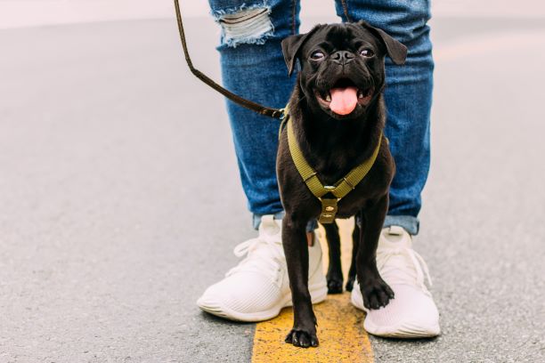 A Day in the Life of a Dallas Dog Walker