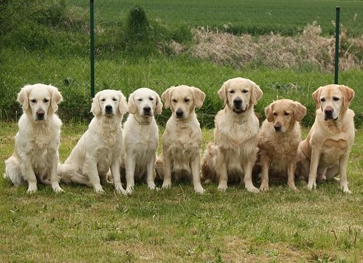 Meeting the Client & their Pets: Why the Best Dog Walkers in Dallas Know an In-Person Meeting Is Essential