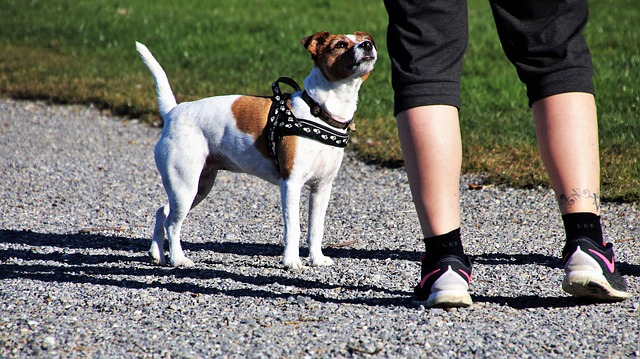 Tips from Our Amazing Dallas Dog Trainers for Dealing with Common Dog Problem Behaviors