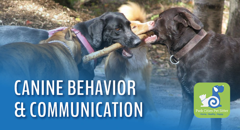 Four dogs trying to bite on a stick and the words "canine behavior & communication"