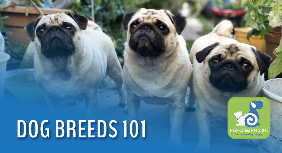 Three pugs in a row with the words "Dog Breeds 101"