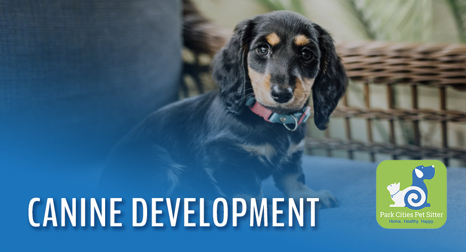 A black and tan puppy with the words "Canine Development"