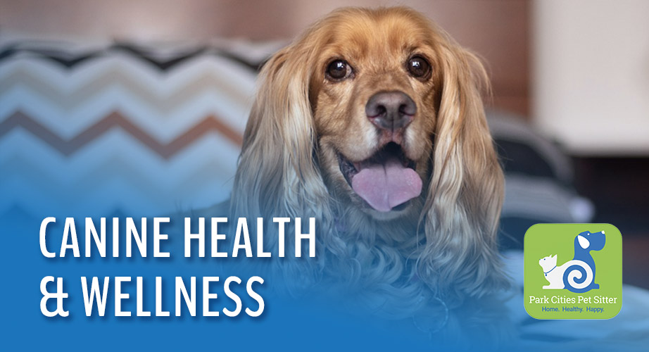 A dog on a bed with the words "Canine Health & Wellness"