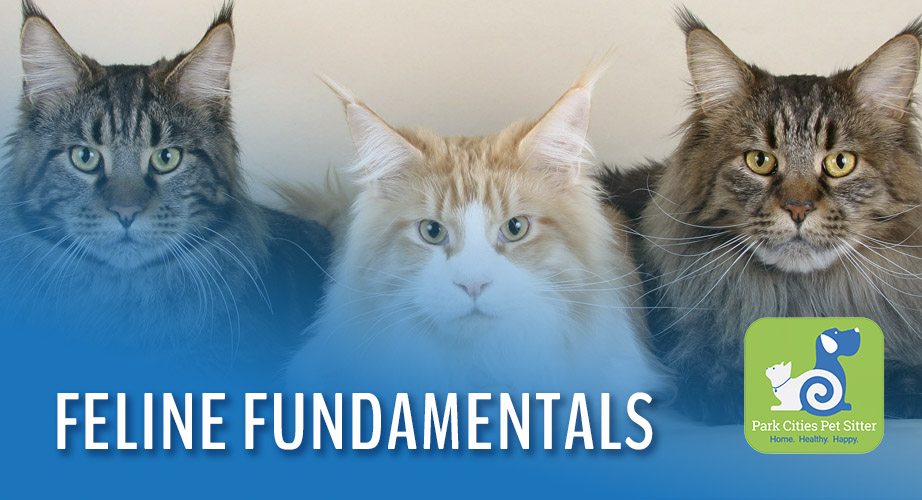 Three cats sitting in a row and the words "Feline Fundamentals"