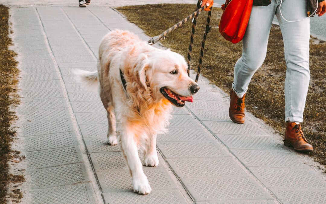 Why Daily Dog Walks Are Socially and Emotionally Enriching