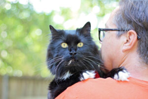 cat with cat sitter park cities pet sitter
