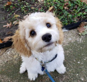 white and brown dog named sally park cities pet sitter dallas