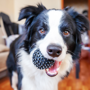 dog playing with pet sitter dallas park cities pet sitter