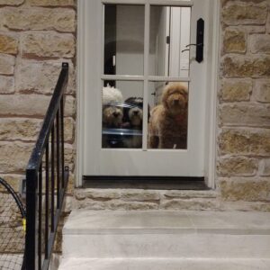 in-home pet sitting dallas texas