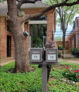 mailboxes dallas pet care home care pet sitting home sitting