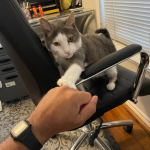 cat and pet sitter fist bumping in Dallas PCPSI Pet Sitters Cat Sitters