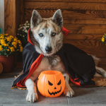 huskie dog in halloween costume park cities texas