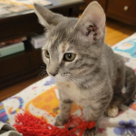 cat playing on kitchen counter park cities pet sitter