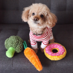 little dog in t-shirt with veggie toys dallas texas