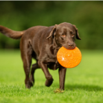 dog playing with frisbee dallas texas dog walking