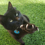 black cat clawing park cities pet sitter