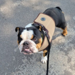 bull dog on harness and leash with PCPSI pet care services in Dallas