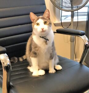 cat on office chair playing with park cities pet sitter cat sitter