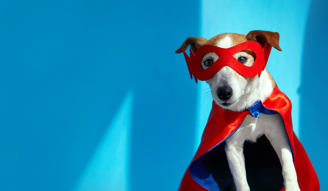 Halloween and Pets: A Spooktacular Guide to Safety and Fun