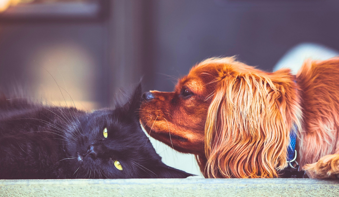 Investing in Pet Enrichment: A Smarter Way to Spoil Pets