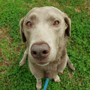 Weimaraner dog in dallas with park cities pet sitter dog walker