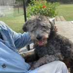 PCPSI dog walker petting a black doodle type dog in Dallas Texas 