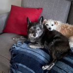 two dogs in dallas resting on couch with pet sitter park cities pet sitter