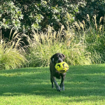 dog in dallas playing in yard with park cities pet sitter