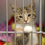 cat in Dallas shelter 