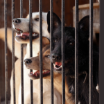 adoptable dogs in a Dallas shelter