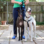 two dogs in dallas with dog walker from park cities pet sitter