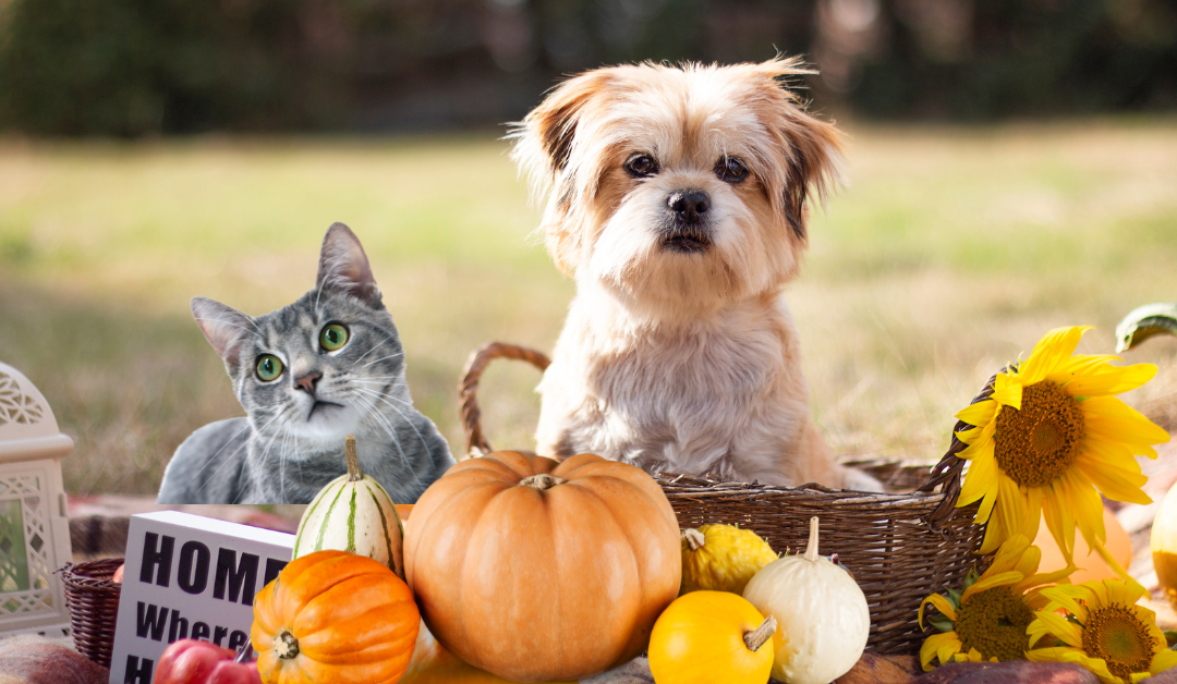 Expressing Gratitude & Pet-Friendly Thanksgiving Tips