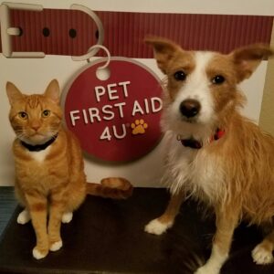 kona and casey pet first aid 4U dallas