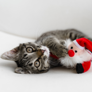 cat with santa toy dallas holiday pets