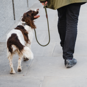 dog walking on leash in dallas