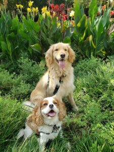 dogs walking with PCPSI dog walker pet sitter dallas