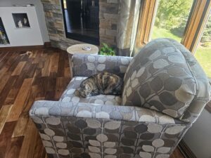 cat on sofa PCPSI pet sitting in-home pet care dallas