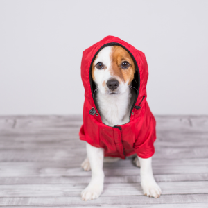 dog in red coat ready for dallas winter