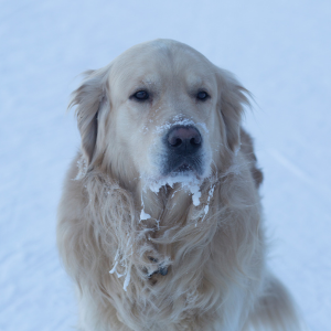 dog in dallas on snowy day