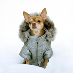 chihuahua dog in furry coat dallas texas