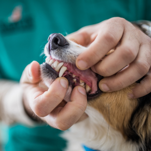 dog at veterinarian in dallas for dental check-up