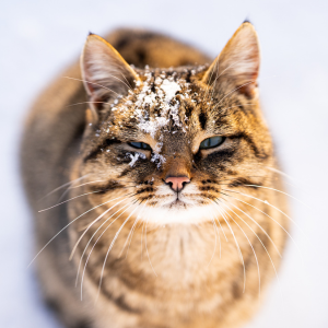 cat outside of home in dallas texas during snowy weather