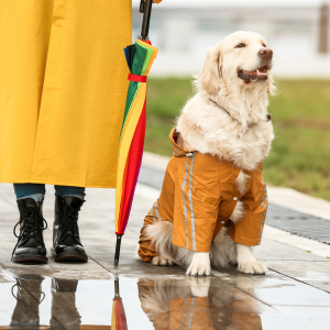 dog in raincoat during dallas storm 