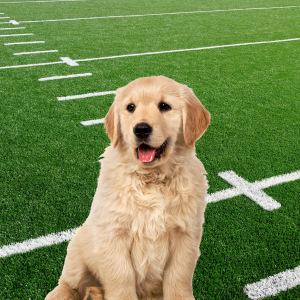 puppy bowl XXI puppy sitting in football field