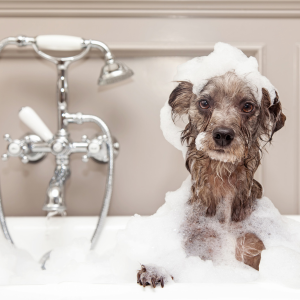 dallas dog getting a bath