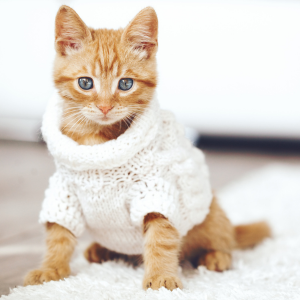 kitten in white sweater dallas texas