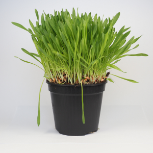 cat grasses catnip plant dallas cat gifts