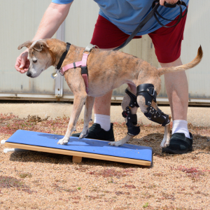 dog at agility course in dallas texas
